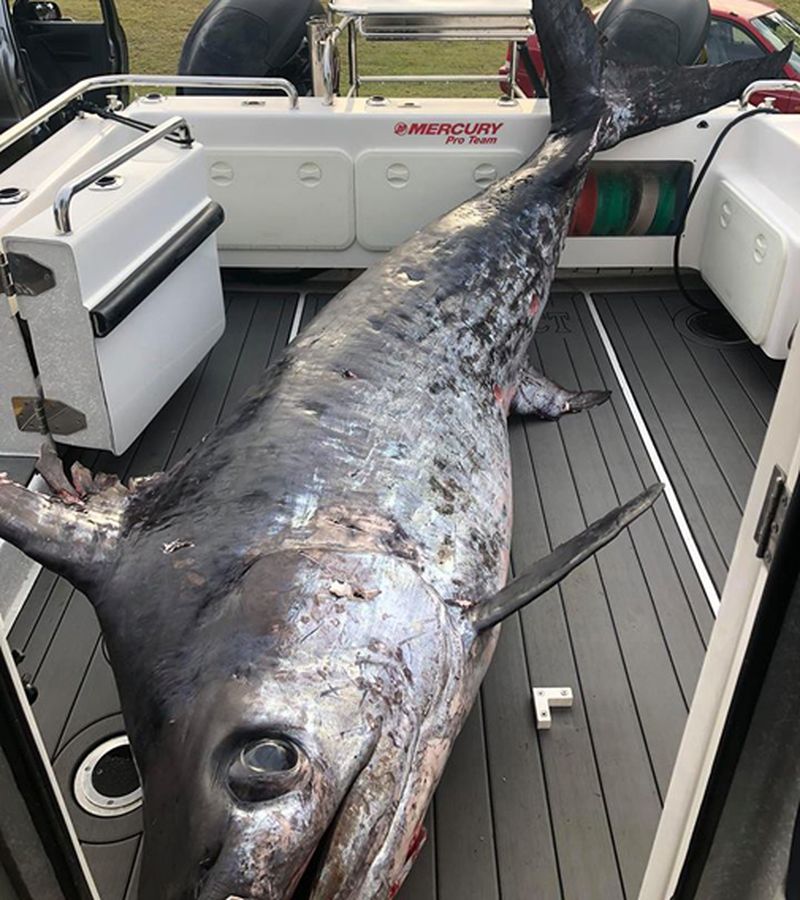 Câu được cá kiếm khổng lồ, nặng 4 tạ to lớn nhất ở Úc - 1