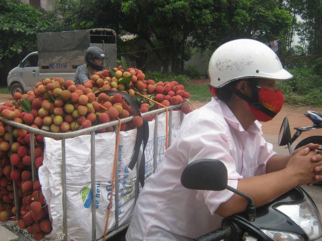 Vải thiều rớt giá thê thảm, nông dân khóc ròng, lợi nhuận chảy vào túi ai? - 4