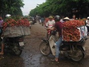 Thị trường - Tiêu dùng - Vải thiều rớt giá thê thảm, nông dân khóc ròng, lợi nhuận chảy vào túi ai?