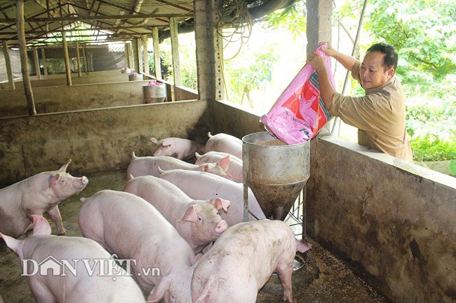 Giá heo hơi tăng bất thường: Không tin được con số thống kê đàn lợn - 2