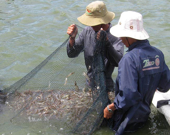 Khắp nơi giá tôm thẻ tụt dốc, được mùa vẫn lỗ nặng, VASEP nói gì? - 2