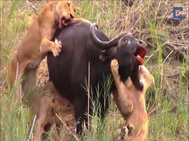 Video: Trâu nước húc thủng ngực sư tử và cái kết bi tráng