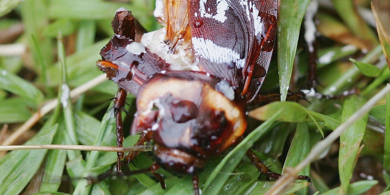 Đặc sản sữa gián ngon và bổ gấp 3 lần sữa bò, nhưng vắt sữa gián kiểu gì? - 1