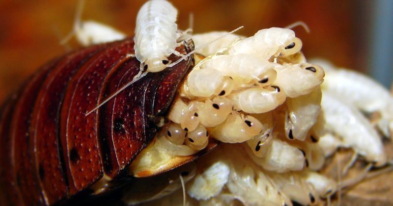 Đặc sản sữa gián ngon và bổ gấp 3 lần sữa bò, nhưng vắt sữa gián kiểu gì? - 2