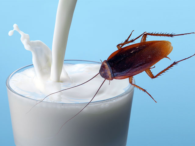 Đặc sản sữa gián ngon và bổ gấp 3 lần sữa bò, nhưng vắt sữa gián kiểu gì? - 3