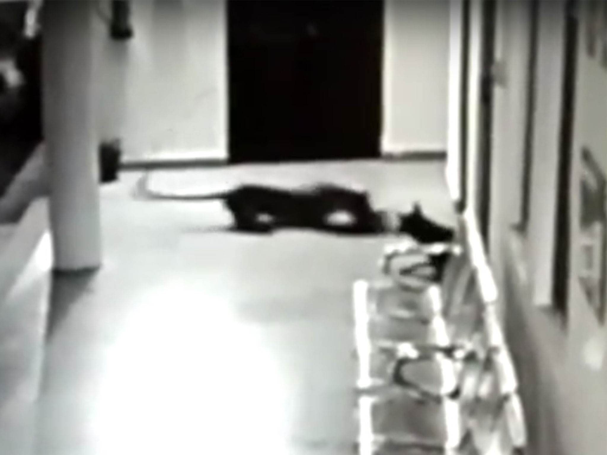 Video: Chó mẹ tử chiến với báo hoa mai để cứu con non - 1