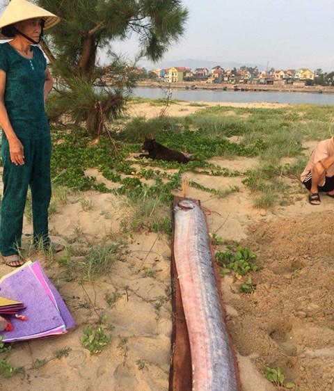 Sau Hà Tĩnh, cá “rồng biển” dài 5m chết dạt vào bờ biển Quảng Bình - 1