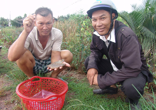 Vận động người dân duy trì ao nuôi, đợi tôm thẻ tăng giá thời gian tới - 1