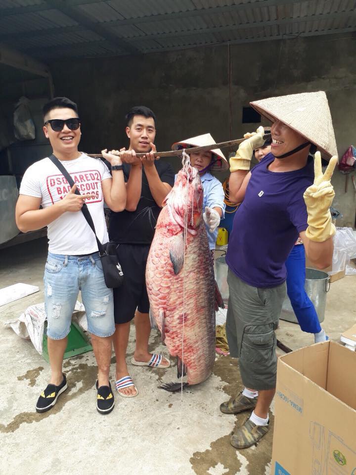 Cận cảnh cá trắm khủng 72kg dính lưới ngư dân ở hồ Thác Bà - 1