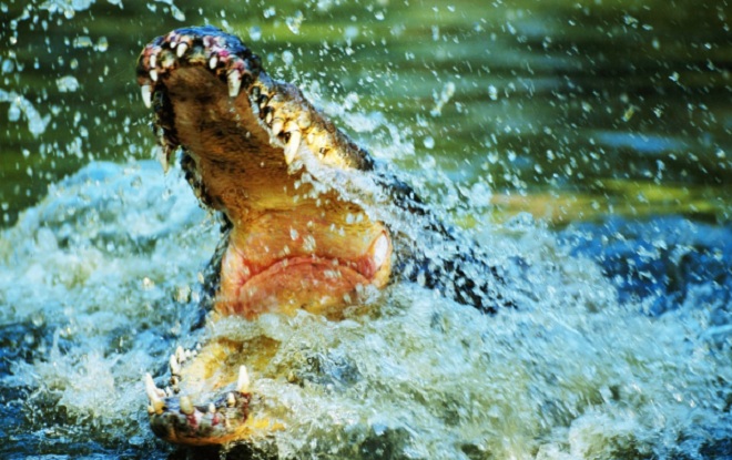 Ethiopia: Cá sấu bất ngờ trồi lên bắt mục sư bên hồ nước ăn thịt - 1