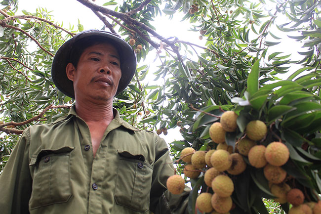 Những ngày này ông Thân đang gấp rút chuẩn bị công tác thu hoạch vườn vải tổ trong vài ngày tới.