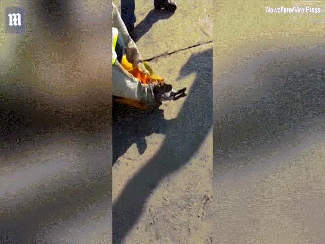Video: Bắt trăn khổng lồ nôn ra thú cưng ăn trộm ở Nam Phi