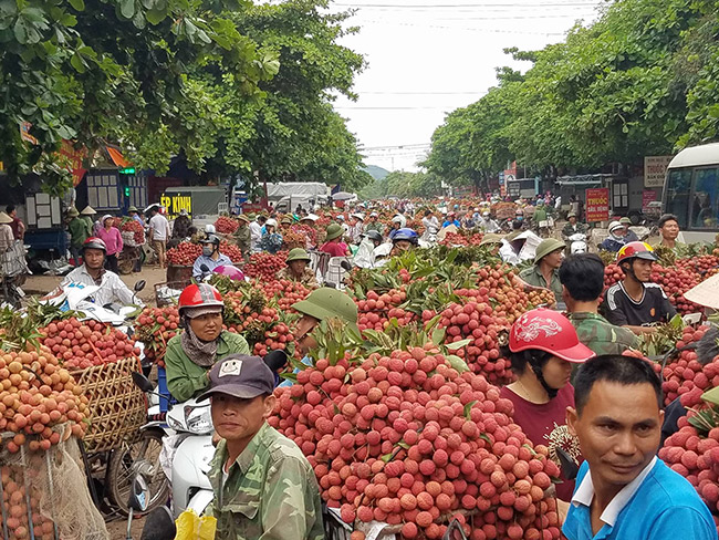 Giá giảm mạnh, người trồng vải “ngóng” thương lái Trung Quốc - 1