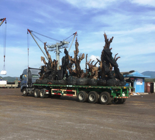 Công ty Hải Sơn lên tiếng về việc vận chuyển các cây &#34;tiểu quái thú&#34; - 1