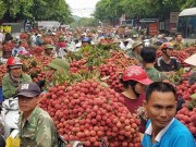 Thị trường - Tiêu dùng - Giá giảm mạnh, người trồng vải “ngóng” thương lái Trung Quốc