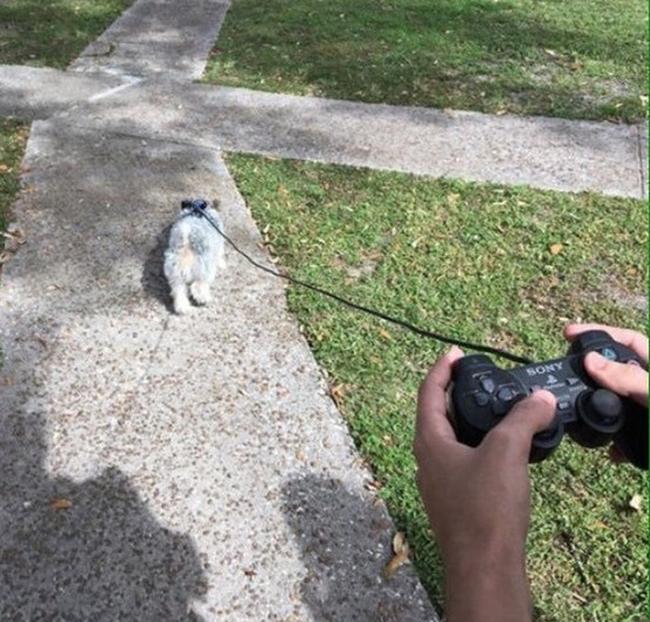 Khi thanh niên mê game dẫn thú cưng đi dạo.