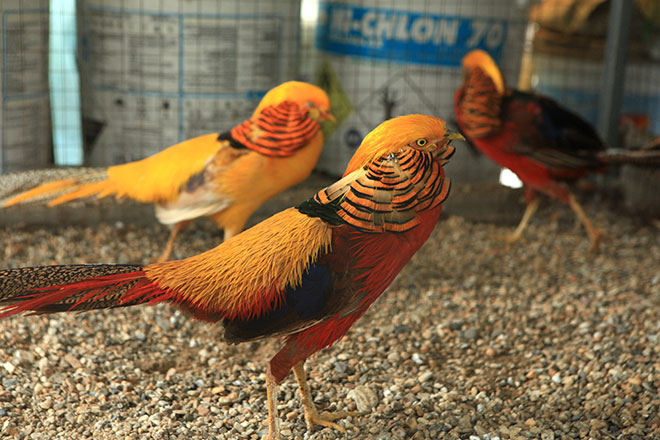 Chiêm ngưỡng đàn chim trĩ 7 màu quý hiếm của đại gia Thái Nguyên - 1