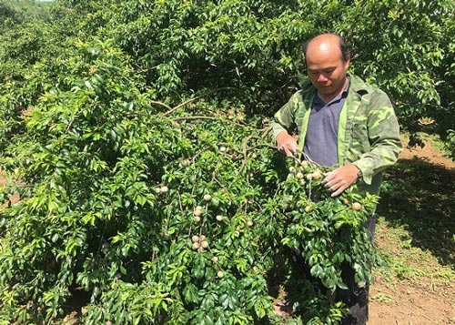 Chỉ với 6 sào trồng mận hậu, lão nông người Mông kiếm cả trăm triệu - 3