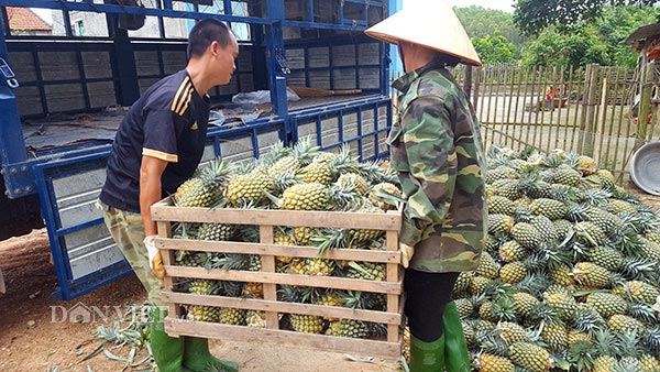 Miền núi Hữu Lũng trồng cây trăm mắt trái vụ, thu gần 5 tỷ/năm - 2