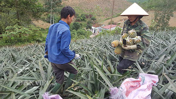 Miền núi Hữu Lũng trồng cây trăm mắt trái vụ, thu gần 5 tỷ/năm - 5