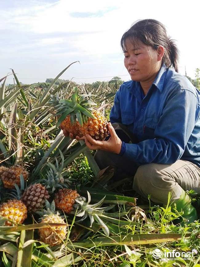 Thanh Hóa: Dứa rẻ như cho, người nông dân bỏ thối đầy đồng - 5