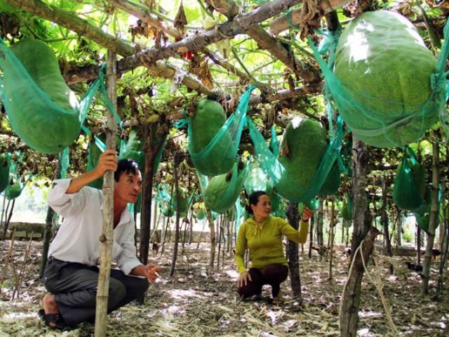 Kỳ lạ vùng đất người dân phải mắc võng cho bí khổng lồ “nằm ngủ”