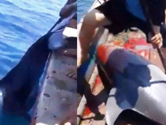 Cá heo nặng 150kg nghi bị ngư dân Thanh Hóa phóng lao đâm chết