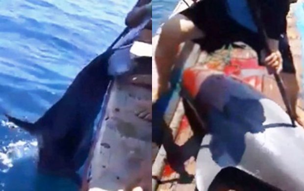 Cá heo nặng 150kg nghi bị ngư dân Thanh Hóa phóng lao đâm chết - 1