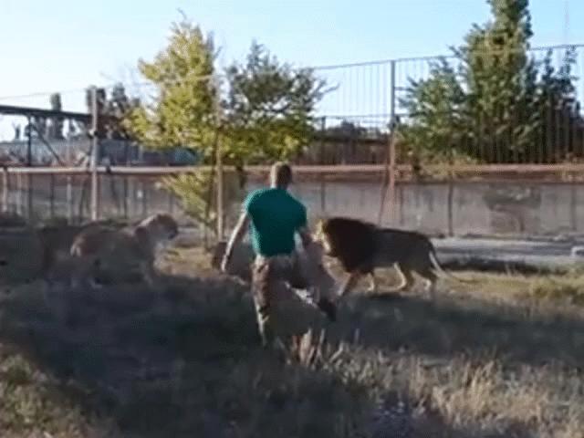 Sư tử đầu đàn ”ăn dép” của chủ vườn thú do bắt nạt sư tử cái