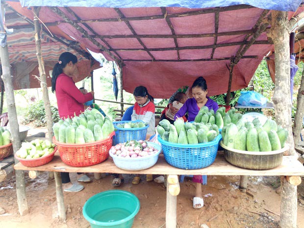 Lên Tây Bắc thưởng thức đặc sản dưa chuột &#34;khủng&#34; của người Mông - 3