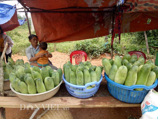 Lên Tây Bắc thưởng thức đặc sản dưa chuột &#34;khủng&#34; của người Mông - 4