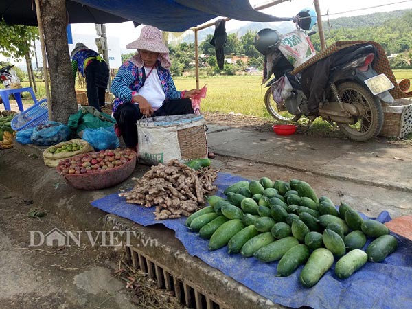 Lên Tây Bắc thưởng thức đặc sản dưa chuột &#34;khủng&#34; của người Mông - 6