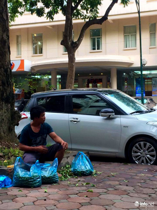 Hầu như không bao giờ sấu bị ế hàng hoặc bỏ đi. Có những hôm không bán hết, những cao thủ trèo sấu này lại mang về nấu canh, ngâm nước. Những &#34;sấu thủ&#34; này chia sẻ, vào mùa sấu chính, có những ngày thu nhập nhập của họ được khoảng 1 triệu/1 người, có lúc cao thì được 2 triệu/1 người.&nbsp;
