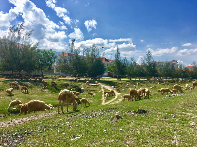 Hai ngày du hí trên vùng đất đẹp như mơ của nắng và gió mang tên Ninh Thuận - 24