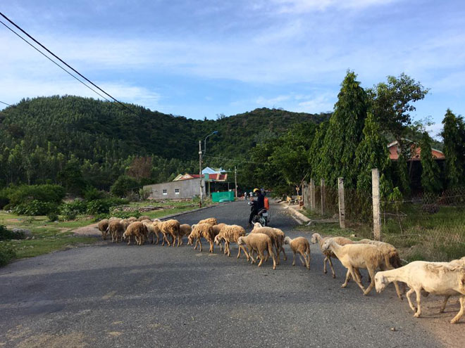 Hai ngày du hí trên vùng đất đẹp như mơ của nắng và gió mang tên Ninh Thuận - 25