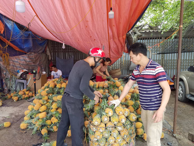 Nghịch lý: Nơi trồng đổ bỏ, tiểu thương tại Hà Nội vẫn thu tiền triệu/ngày từ dứa - 2