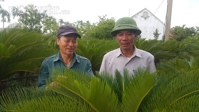 Đếm lá thu tiền: Nghề &#34;lạ&#34; mà thu cả tiền triệu mỗi tháng - 4