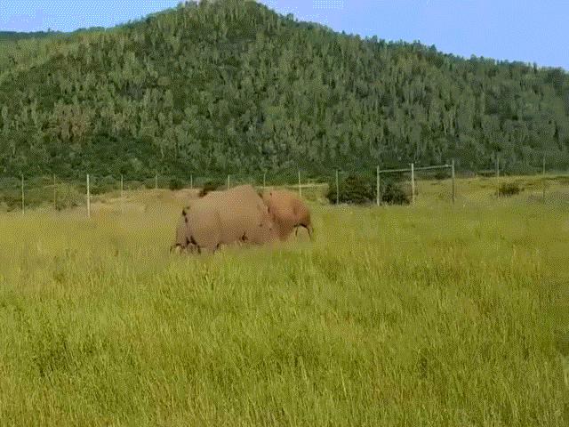 Cuộc đại chiến khốc liệt giữa cặp tê giác bảo vệ lãnh thổ
