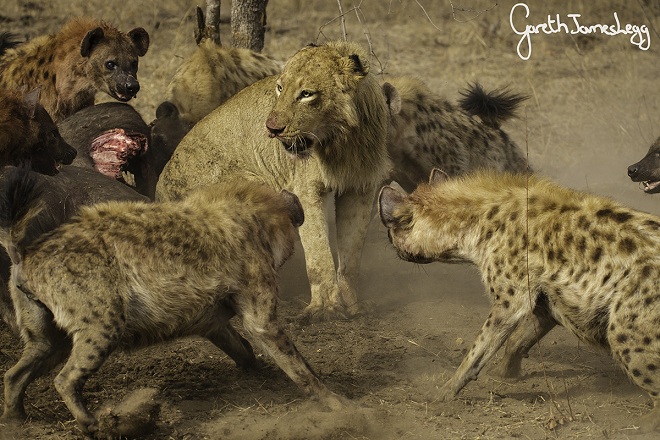 Sư tử tấn công linh cẩu, bị cả đàn quây đánh hội đồng - 1