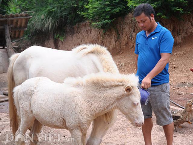 Nơi heo hút, nuôi đàn bạch mã trên thảo nguyên, xây nhà đẹp, sắm ô tô