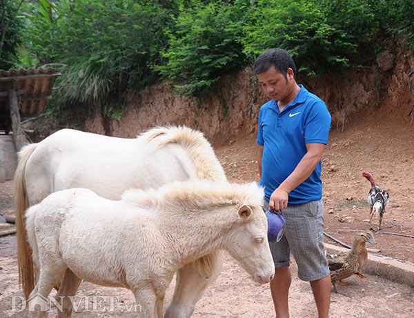 Nơi heo hút, nuôi đàn bạch mã trên thảo nguyên, xây nhà đẹp, sắm ô tô - 2