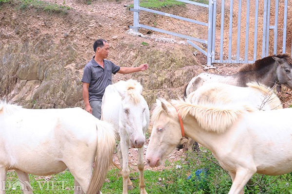 Nơi heo hút, nuôi đàn bạch mã trên thảo nguyên, xây nhà đẹp, sắm ô tô - 5