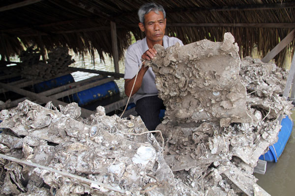 Gần 100 hộ nuôi thủy sản ở Trà Vinh trắng tay vì hàu chết sạch - 2