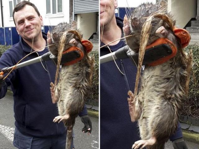 Chuột khổng lồ to như mèo tấn công thị trấn Thụy Điển