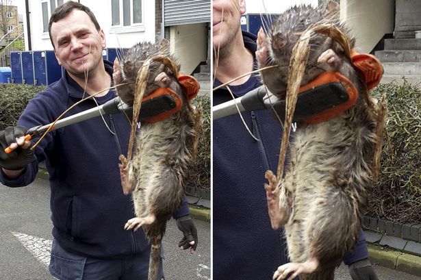 Chuột khổng lồ to như mèo tấn công thị trấn Thụy Điển - 1