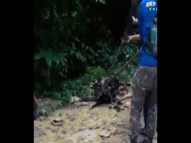 Thót tim màn giải cứu chó bị trăn anaconda siết cổ