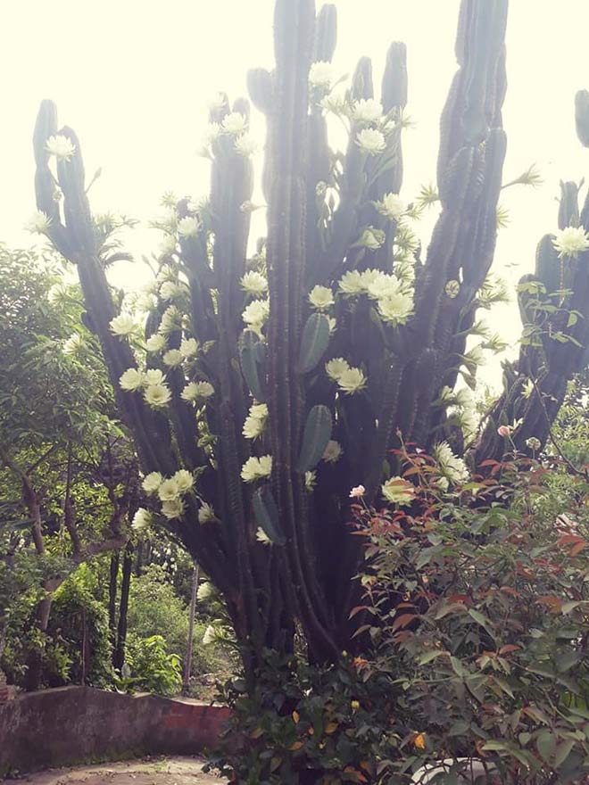 Trầm trồ cây xương rồng 30 năm tuổi trổ kín hoa - 1