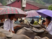 Thị trường - Tiêu dùng - Khám phá &quot;sàn giao dịch&quot; trâu lớn nhất Tây Bắc