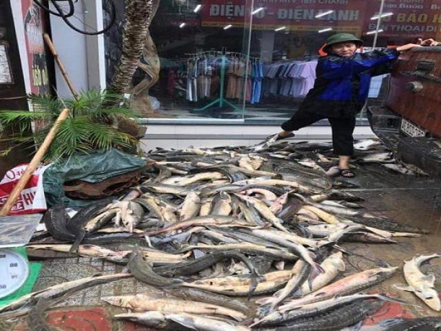 Lai Châu: Bị mưa lũ "đánh úp", dân phải bán cá tầm giá 60.000 đ/kg