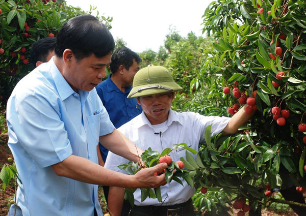 Chuyện &#34;thần kỳ&#34; ở đất vải: 5 ngày tăng hơn 1.000 tỷ - 1